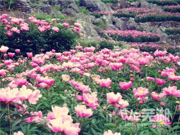丫山花海石林
