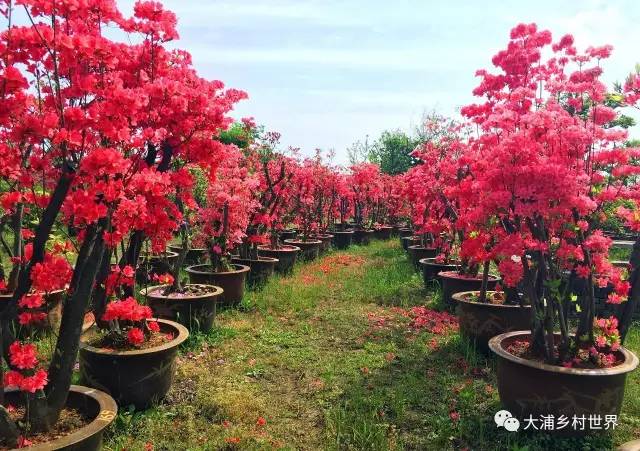 安徽蕙兰博览会暨映山红旅游文化节于大浦乡村世界开幕