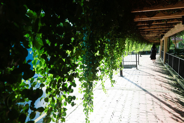 ▲新加坡旅游-花柏山、花柏山缆车、夜景