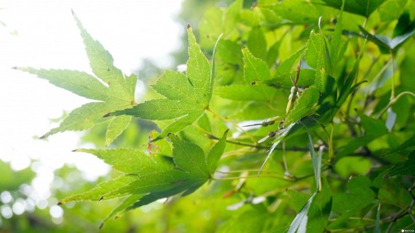 东京新宿御苑。（图／matcha）