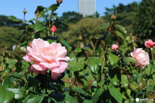 东京新宿御苑。（图／matcha）