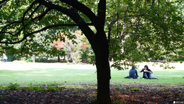 东京新宿御苑。（图／matcha）