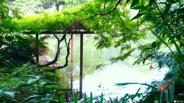东京新宿御苑。（图／matcha）