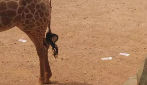 云南昆明动物园惊见游客1万元现金投食长颈鹿